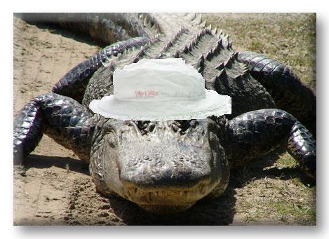 Alligator2.jpg