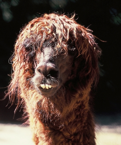 alpaca.jpg