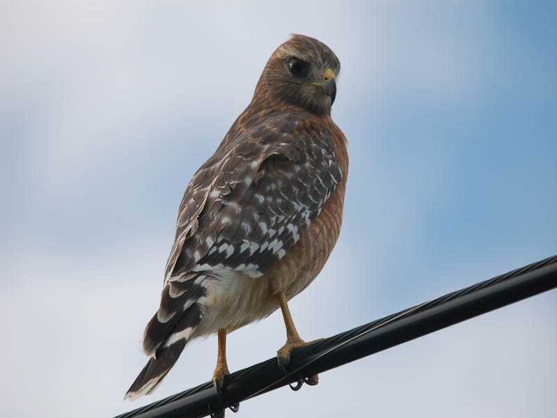 bird.jpg