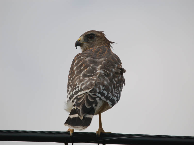 bird2.jpg