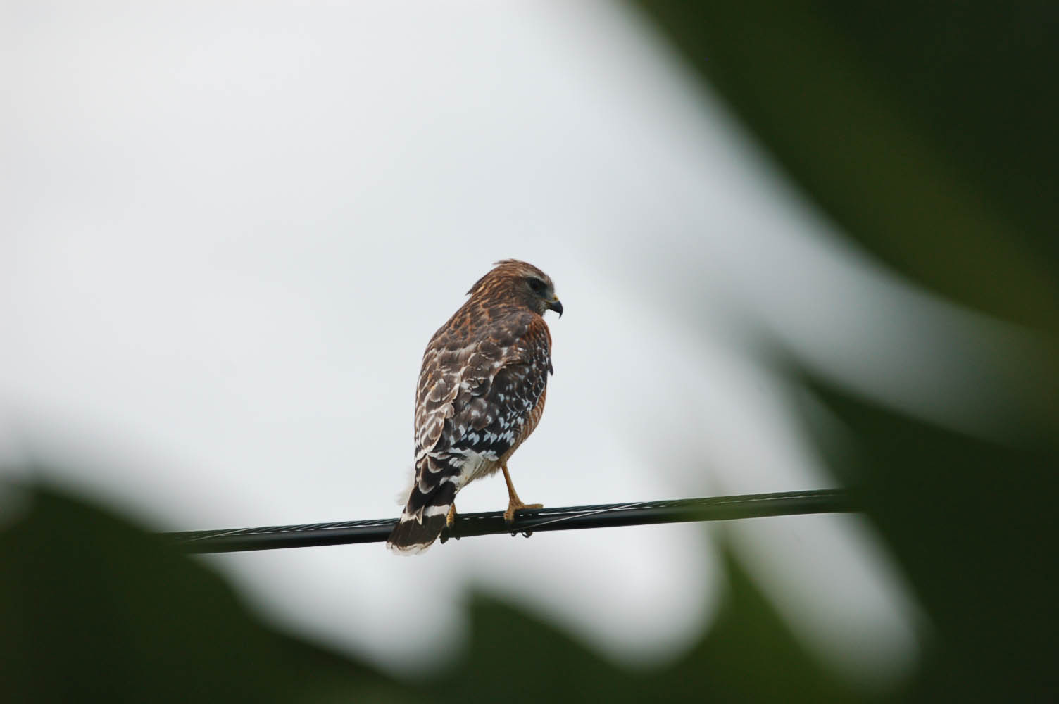 bird5.jpg