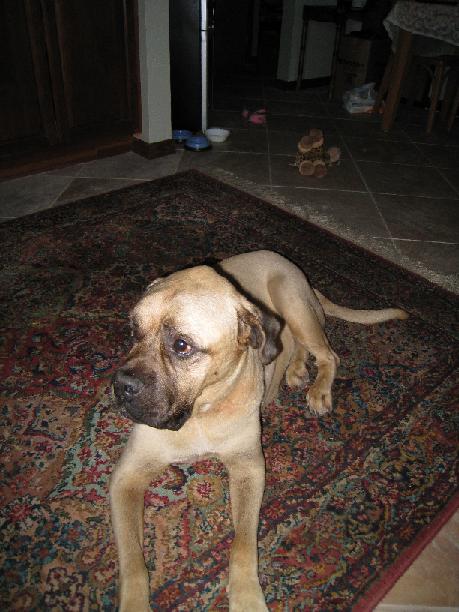 doggies 001.jpg