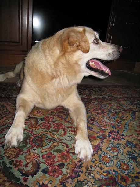 doggies 004.jpg