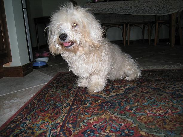 doggies 005.jpg