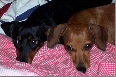 dogs.JPG