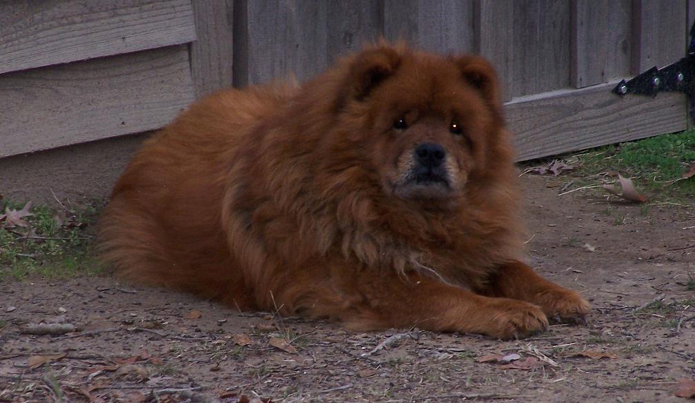 grizzly 4.jpg