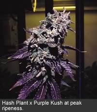 grow_pot2_200.jpg