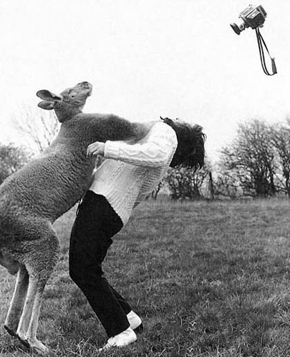 kangaroo.jpg