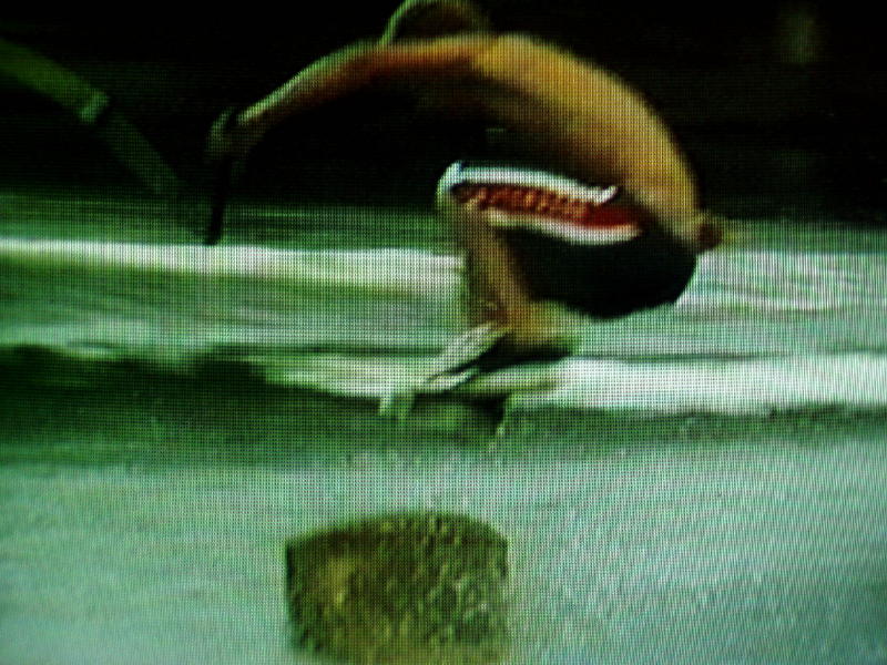 kickflip5.jpg
