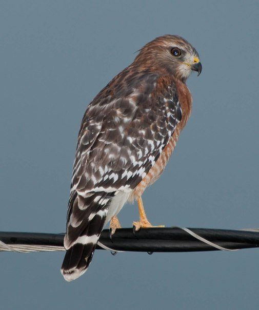 my-bird72.jpg
