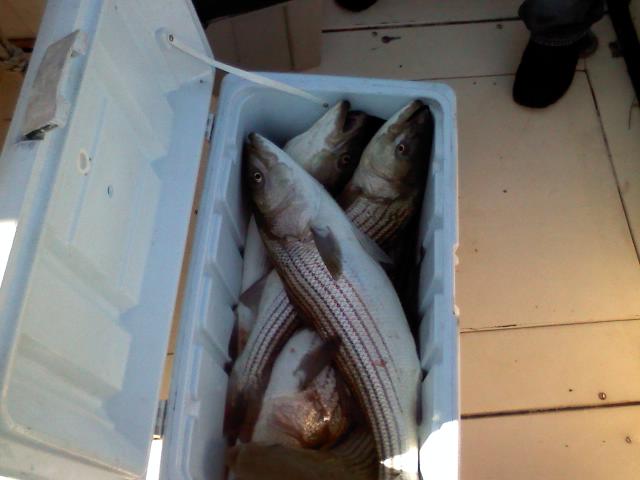oct26rockfish.jpg