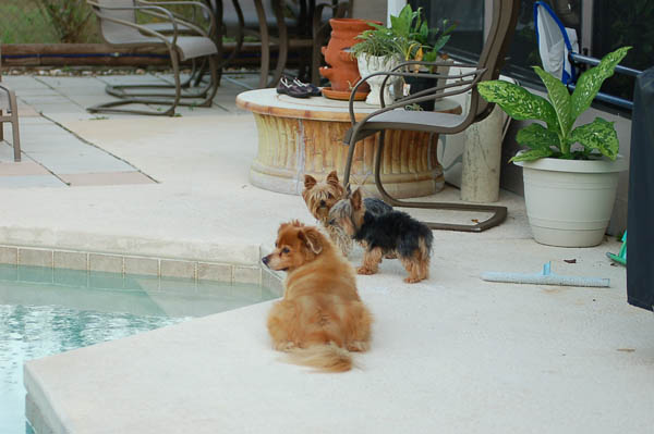 our dogs.jpg
