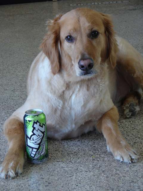 Resized_dog lost.jpg