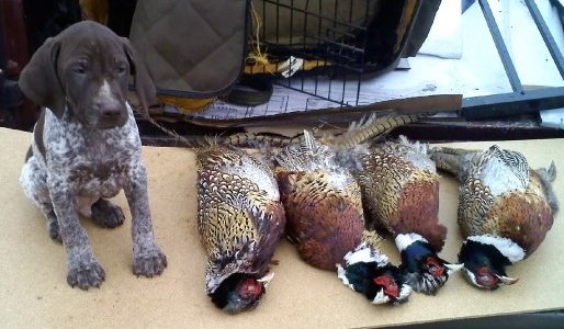 ruger and birds.jpg