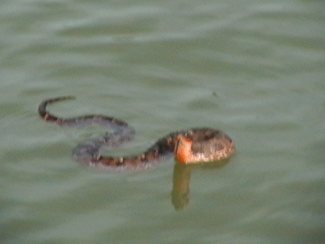 snake-1.jpg