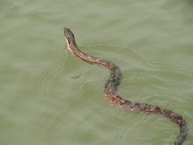 snake-2.jpg