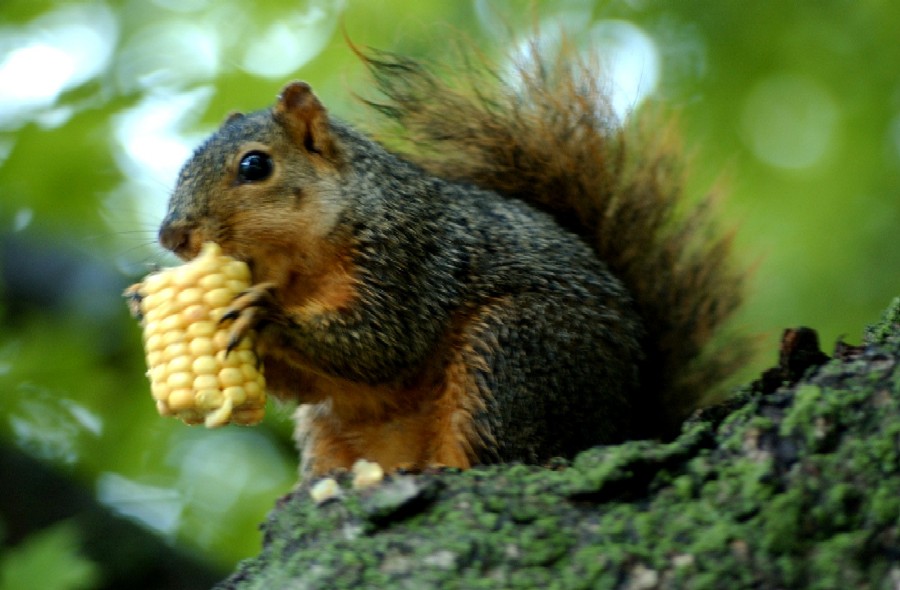 squirrel.jpg