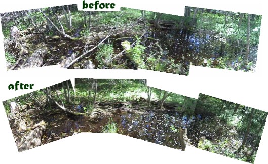 wakeskate com show trees finished.jpg