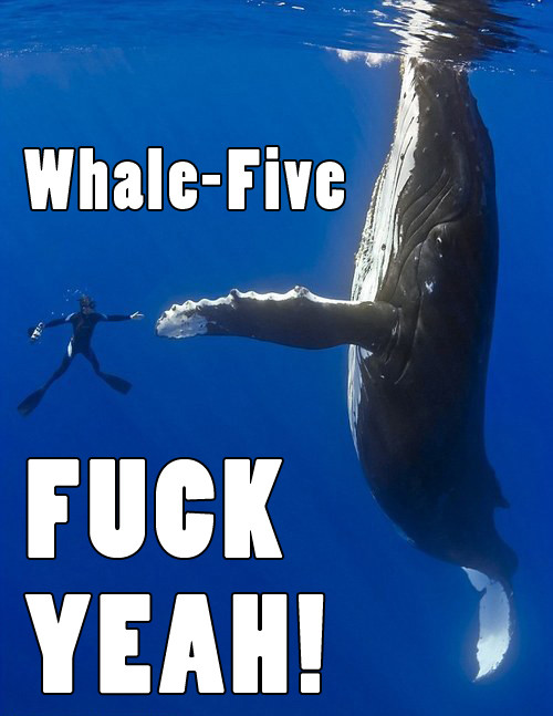 whale five.jpg
